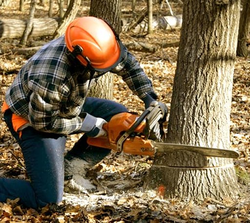 Tree Removal in Lead, SD